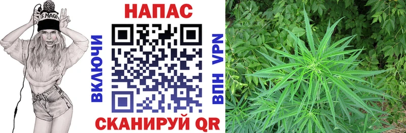 Бошки марихуана Amnesia Купить где Шилка